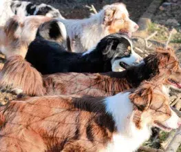 berger australien paca