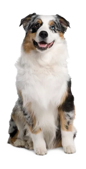 élevage berger australien var